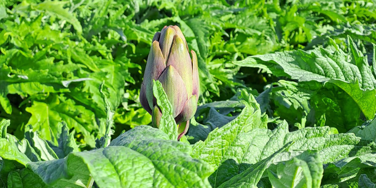 Carciofi pugliesi: superato l’ostacolo clima, le prospettive sono ottime